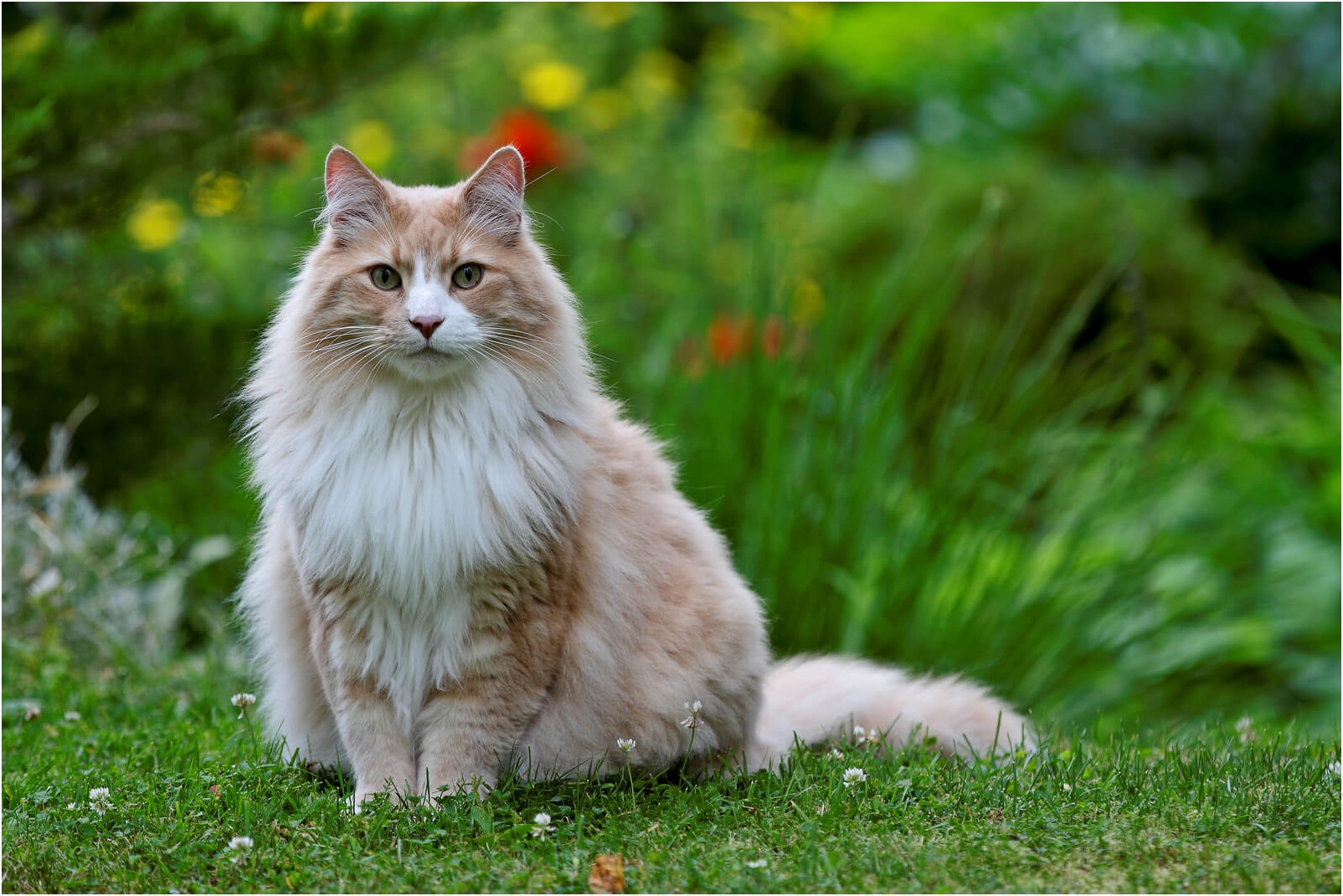Breed of Norwegian Forest Cat