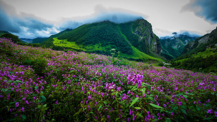 Valley of Flowers - A Wonder Valley in Garhwal Himalayas